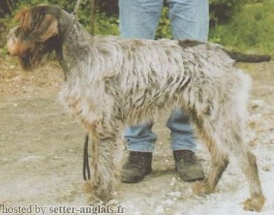 Griffon Korthals PIRATE DE LA RIVIERE D'OE Griffon Korthals PIRATE DE LA RIVIERE D'OE